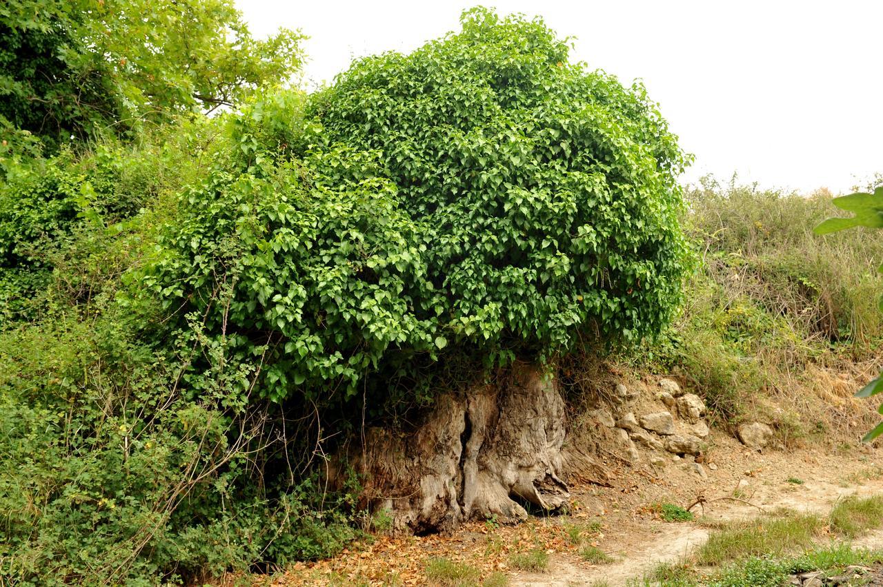 Villa Axenti Agios Thomas  外观 照片